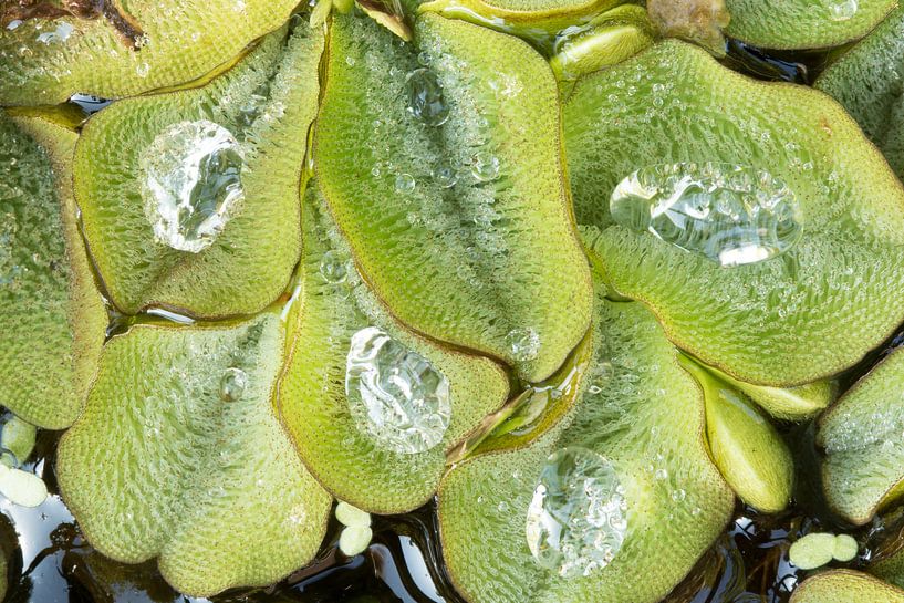 Waterplant  von Art Wittingen