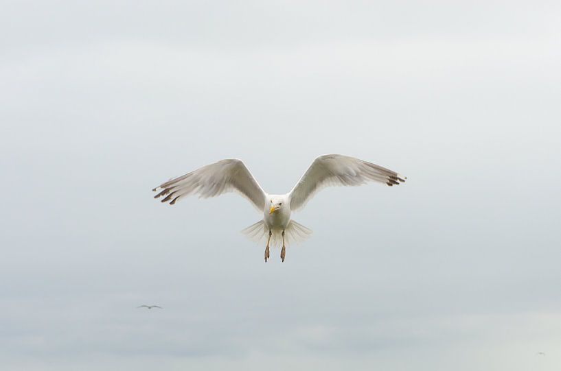 Mouette par Mark Bolijn