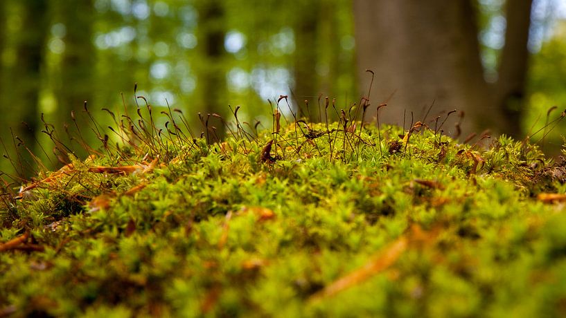 Moos von Wim van D