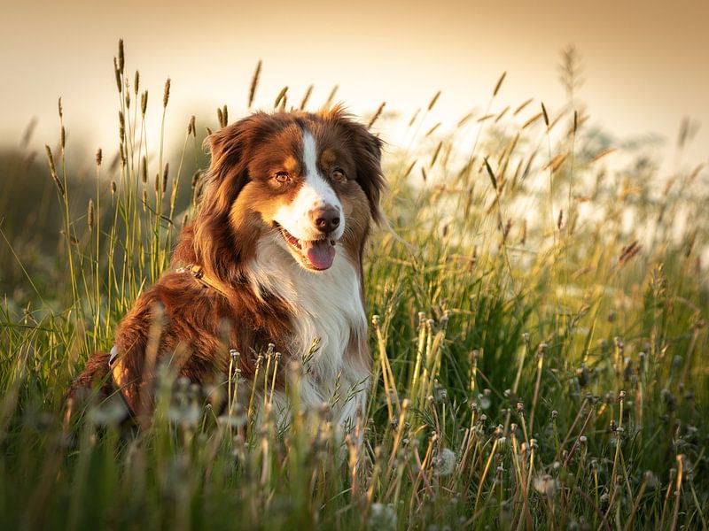 Australischer Schäferhund von Anke de Haan