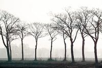 Arbres dans le brouillard dans le Braakman