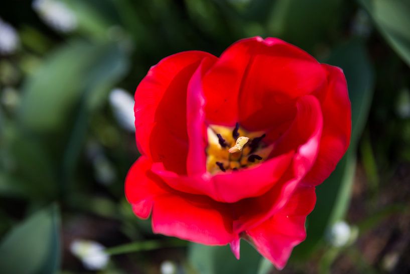 La beauté rouge par Chris Snoek