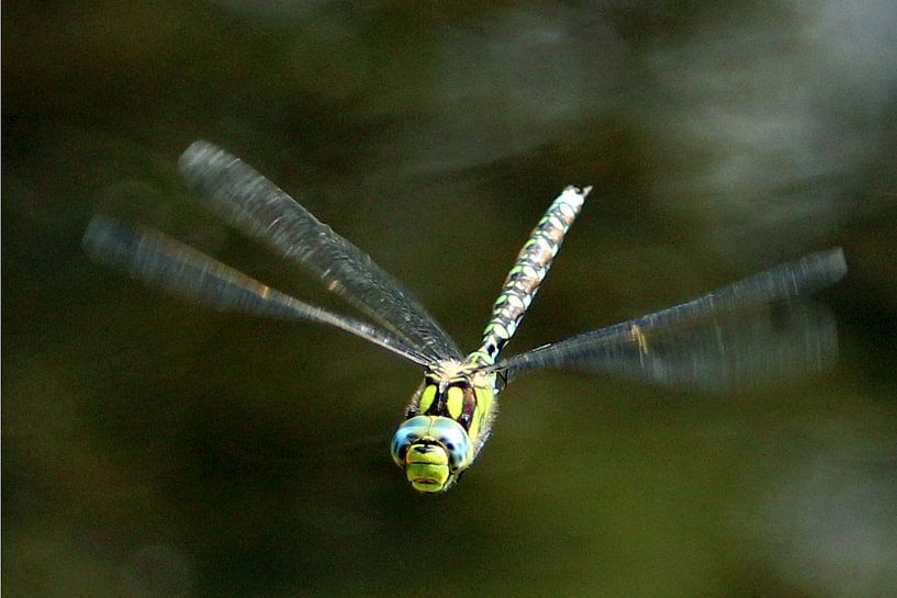Vliegende heideLibelle von Anneke Kooiker