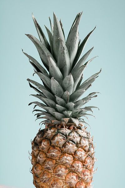 Pineapple Blue 01 by Pictufy Studio III