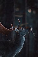 Le daim regarde en l'air