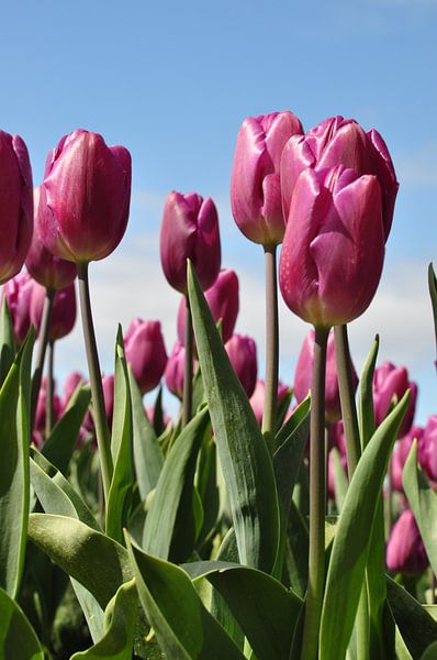 Tulipes pourpres contre le ciel bleu par Adri Vollenhouw