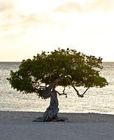 Divi Divi Divi arbre sur Eagle beach, Aruba