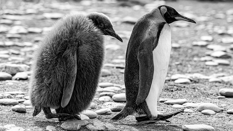 Für immer Freunde Pinguine von Truckpowerr