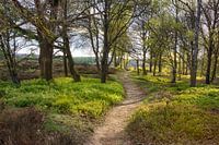 A stroll in springtime