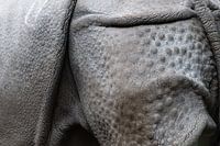 Detail photo of a rhinoceros