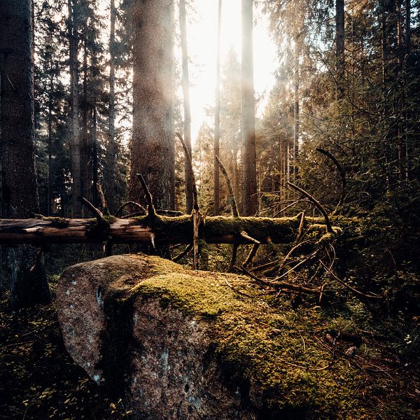 Herbstwald 003 von Oliver Henze