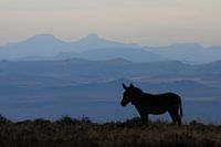 Zebra in Mountain Zebra Park SA