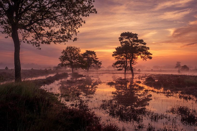 Magical sunrise at Leersumse Veld by Moetwil en van Dijk - Fotografie