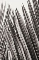 Les feuilles de Sanur