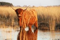 Oog in oog met een Schotse Hooglander: Een Spiegeling van Nieuwsgierigheid