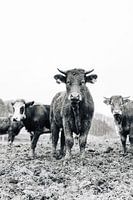 Cows in Pasture (black and white) 001