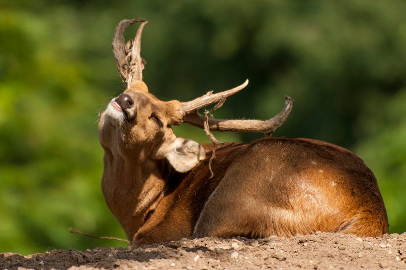 cerf de sanglier ou de porc : Royal Burgers' Zoo par Loek Lobel