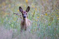 Une chèvre sur la Groote Heide à Valkenswaard.