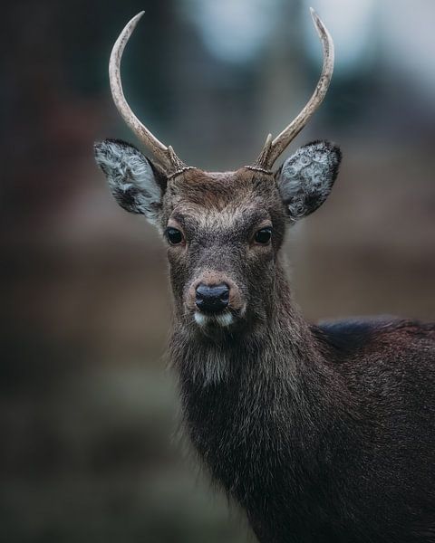deer oh deer by Glenn Slabbinck