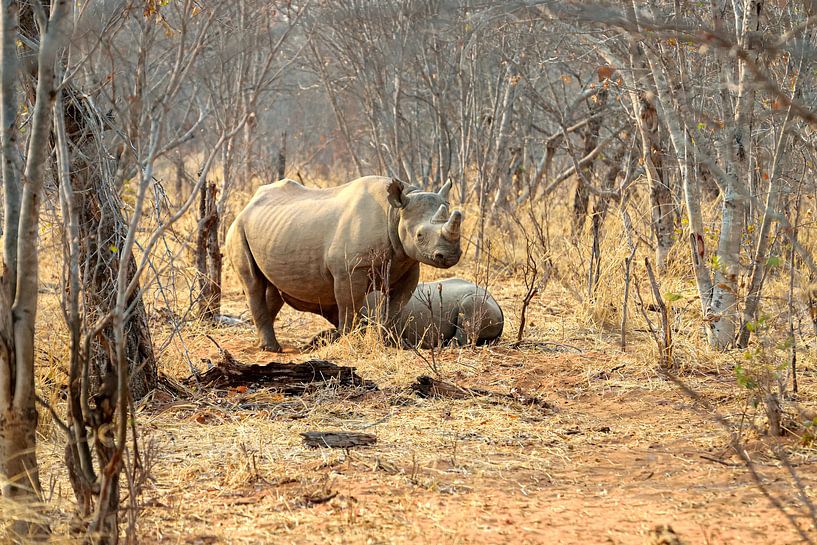 Nashorn in Sambia von Merijn Loch