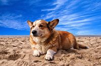 Welsh corgi op strand