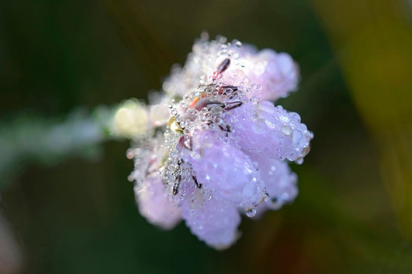 bruyère avec gouttes de rosée par Barbara Brolsma