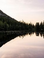 Spiegelung des Kiefernwaldes bei Sonnenuntergang