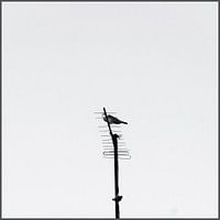 Dove on an antenna