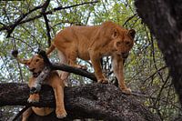 2 lionnes dans un arbre