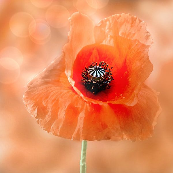 Poppy par Jessica Berendsen