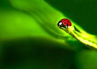 Ladybug; small....but brave.