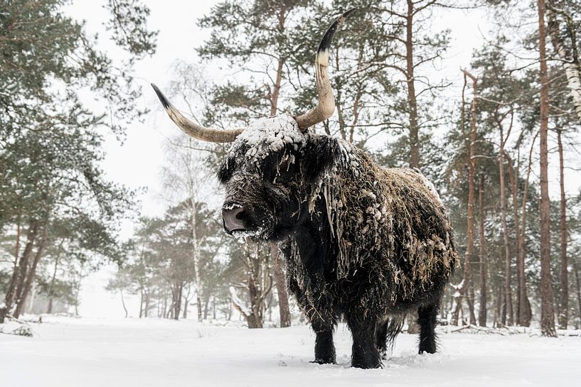 Schottische Hochlandkuh im Schnee in einem Wald im Winter von Sjoerd van der Wal Fotografie