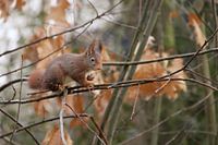 Squirrel in the woods