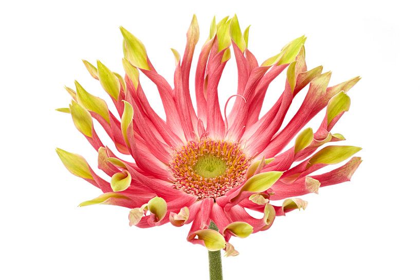 Gerbera Nudeln Venezia von Tanja van Beuningen