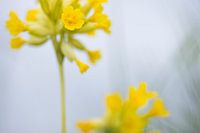 Goldene Schlüsselblume