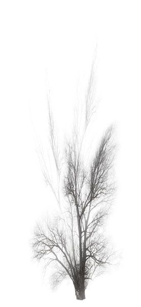 Momoyama von Mark Isarin | Fotografie