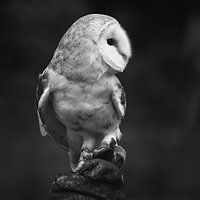 Barn owl