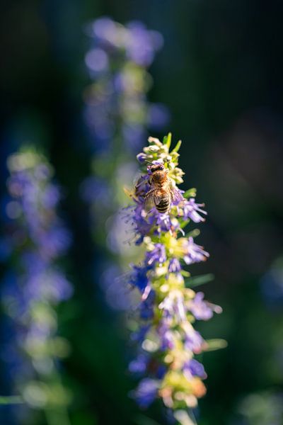 Honigbiene am Ysop von Peter Baier