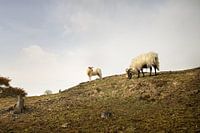 moutons et agneaux