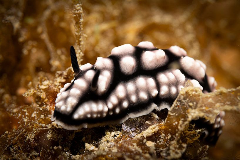 Seeschnecken, Insel Mabul in Malaysia von Travel Tips and Stories