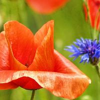 Mohn-Studien-002-101-3535