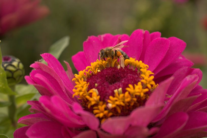 Blumen von Caithlin Schoremans