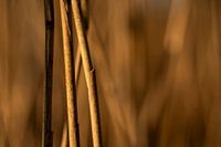 Calme et tranquillité dans les roselières