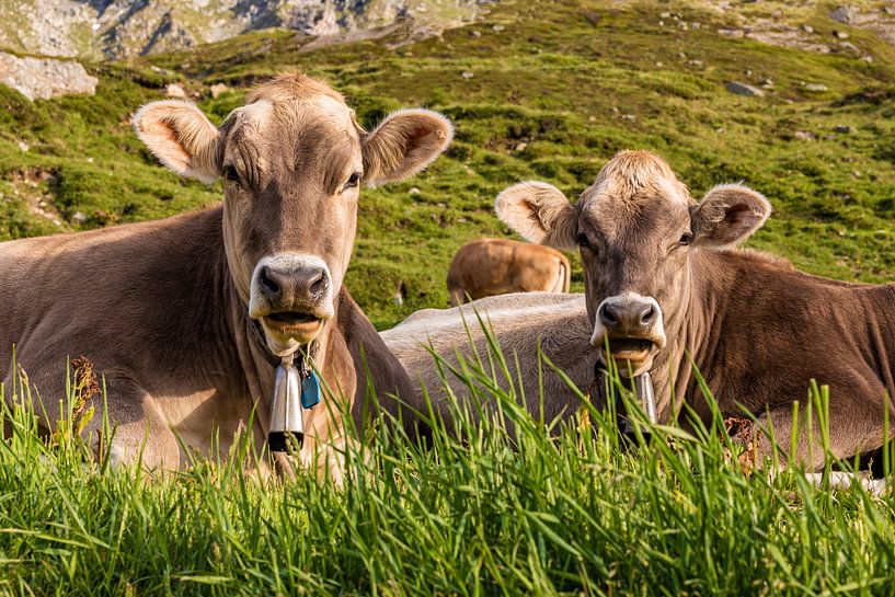 Les vaches dans les alpages des Alpes suisses par Werner Dieterich