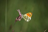 Orange tipsy on cuckoo flower