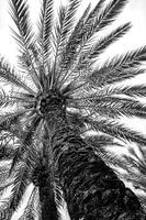 Palm tree