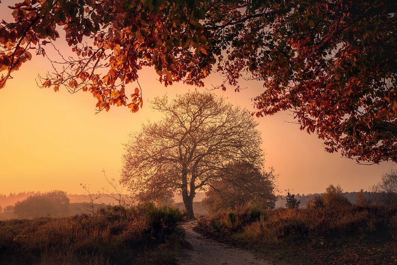 Herbstfarben bei Sonnenaufgang im Moor von Theo van Veenendaal