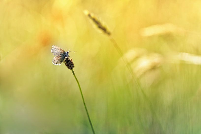  Ich möchte hier mit Ihnen sitzen .... von Bob Daalder