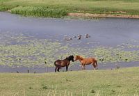 Horses at Hoefijzer Elden