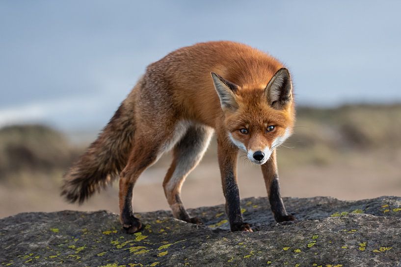 Contact visuel par Rick Ermstrang